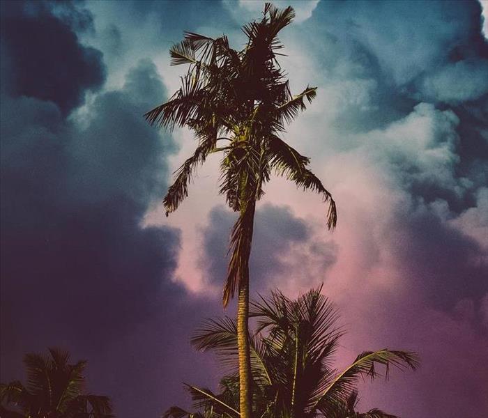 Storm clouds gather behind a palm tree