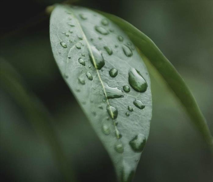 Dew sits on a green leaf.