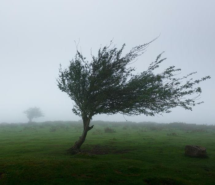 A tree is blown by the wind in a foggy field.